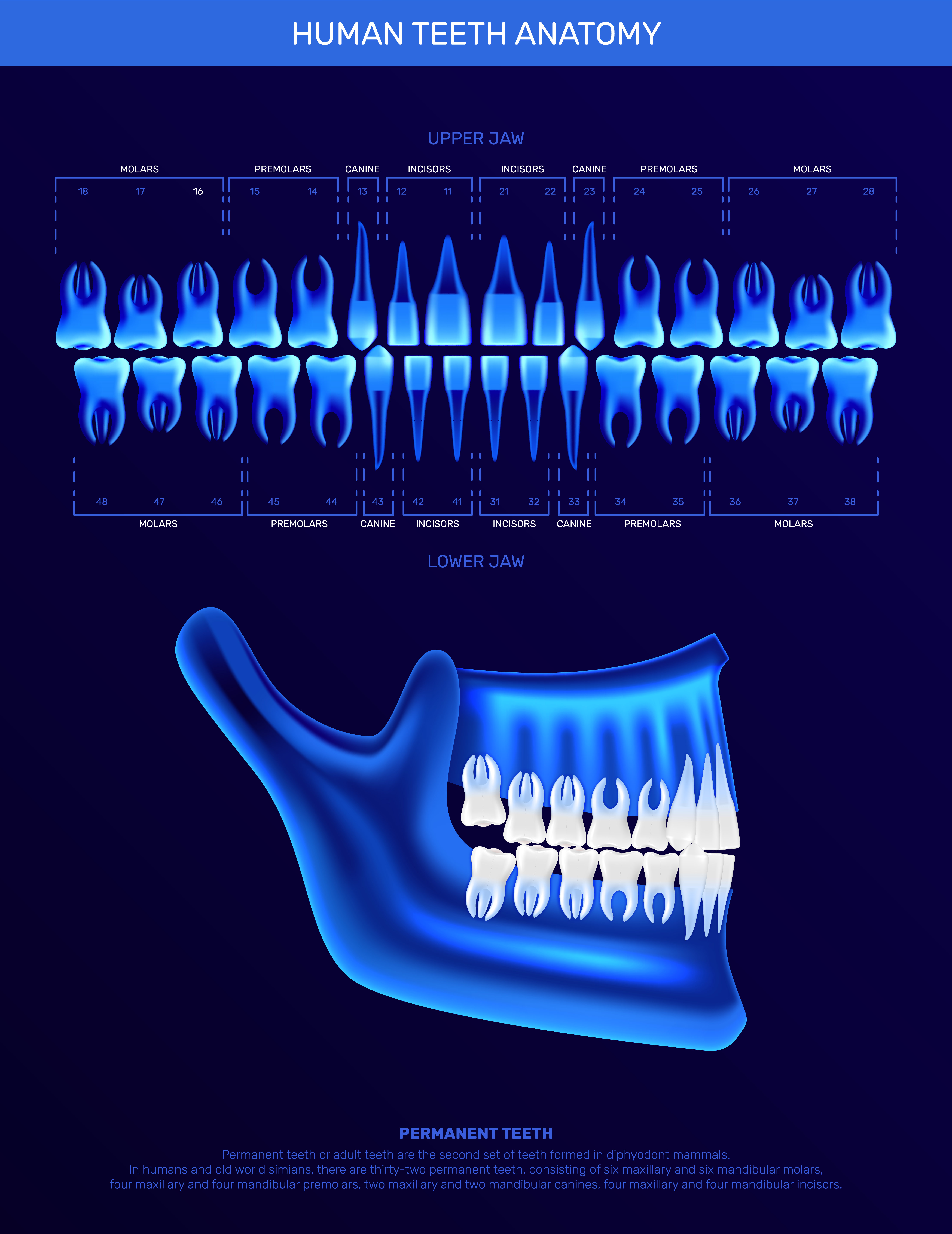 Human teeth infographics with realistic neon colored x-ray image of jaw and single teeth icons vector illustration SSUCv3H4sIAAAAAAACA42Ru27DMAxFf4Xg7L7QzXvQokDRoB2DDrTEOExksZBkJ0Hgfy+VJkDGbnxcXhxdnbCjLA7bE0oIYy6JimjE9qlB9lI0CQVsH+cGc6EyZs6mtc5R4d625/5qsjrVObb4yhTKxlHih3ezceZhBmNnq49uy65knJt/iN8lOw6BIutoJ98NUs/RHSuDQSQOTGekla12+8JpuPBN4ln/Shq91BInNW/bP1d+e6sOddon+tmISzJxqr3n7FLFGgeKUJjLBiSu9aLLsBebJIOWXMSBsUVwGjSxh8NdoiPIYJiga9jSHih6yBL7wFczpzHDZClogtvU72FhkVNnysXy63z4ydGzqSK8LV9grWmwyBoshxocNpcEb/FsqDv7v3mefwERqdVP3QEAAA==