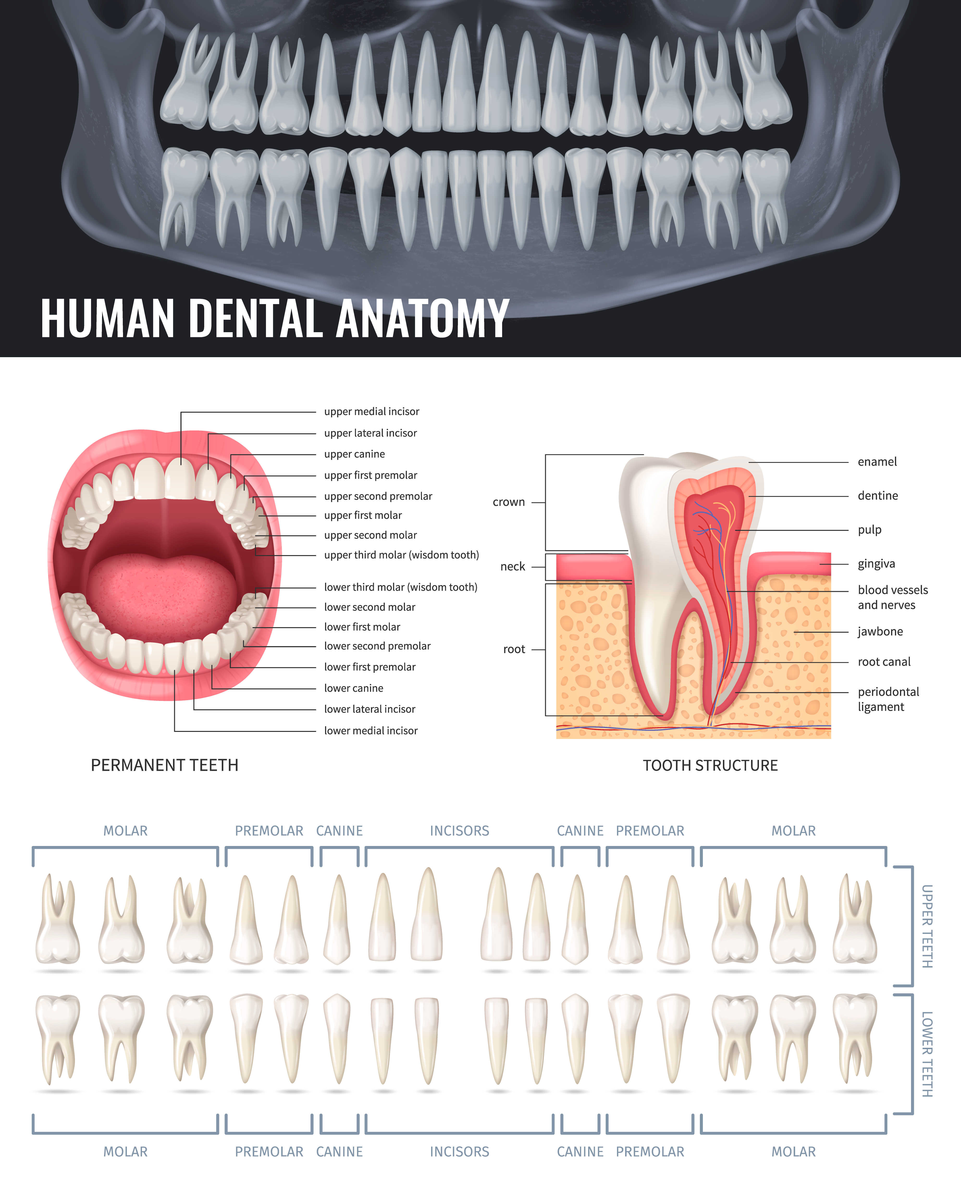 Human teeth realistic anatomy poster with jaw x-ray vector illustration SSUCv3H4sIAAAAAAACA1VRy07EMAz8lcjnLgVx6w3QisdpBYjLioM3Na3ZNKkSZx9a9d9x9oHgZns89nh8gBUmttAcgJ3LSSIKBw/NTQXUsoTI6KC5nipIgpITJe3VzKJQp+gxvwxZHkodGrhHu+5iyL5N9TvtJEft0xF59R+EqbpQnv+sT/WD43F2F+WX9EFWxcD0WQF25O2+yFAdkRzhUdVSofVWKA5niRtuKZxCzC2XEDbBolP8tpyg+8JQql3EsWcbeUOx5C0lqwE85QG9ESLpTSR0nIStQY/K25sxJN1mtqzoN27NbhZxbzZHoeavm1dmrlbiypGZL96U35pX8q1y2ZuXxaP5CnHAcqvsihVQnT05zUq1Dd7SKBld3asM6WeDPseyJ20Na/3WNE0/3/Pm4csBAAA=